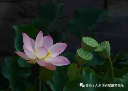  刺梅观察日记